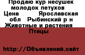 Продаю кур несушек,молодок,петухов. › Цена ­ 200 - Ярославская обл., Рыбинский р-н Животные и растения » Птицы   